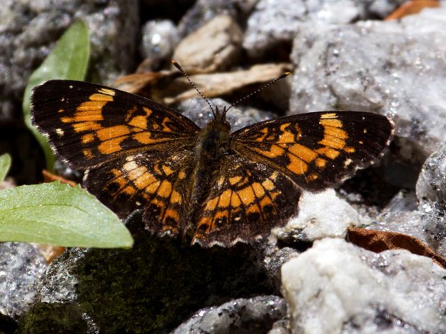 Silvery Checkerspot, Johns River Road, Blowing Rock